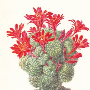 Red Rebutia Minuscula cactus print from 1954 Vintage botanical print. Small red cactus wall art desert wall decor Gardener gift Office decor