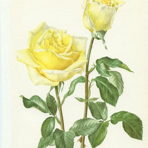 1967 Pastel yellow Claudius rose poster for Vintage Botanical French country decor. Antique Roses art for Gardener gift. Floral home decor