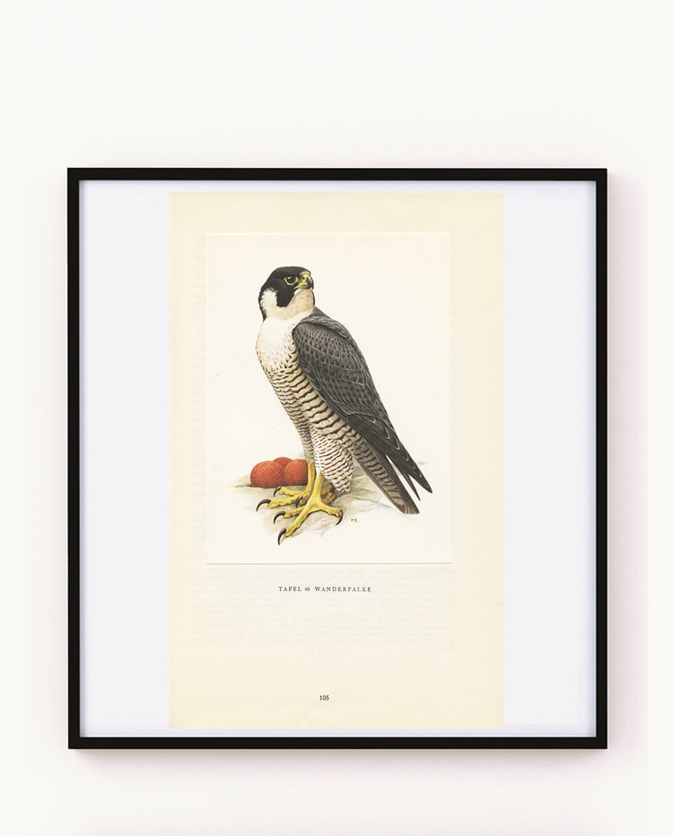 Faucon Pèlerin Vintage 1959 Gravure d'oiseaux de Faucon Peinture Cadeau Ornithologue Paul Barruel