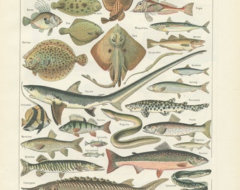 1922 Illustration de poissons vintage gravure ancienne Déco de cuisine Deco cuisine Déco poissons Déco cuisine page de dictionnaire français