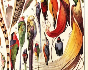 1936 Gravure de plumes vintage Illustration de plumes Déco de plumes d'oiseaux Modiste Déco de magasin de chapeaux deco de magasin