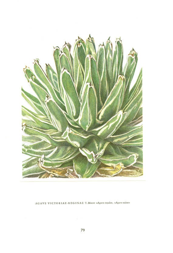 1958 Illustration de Plantes Grasses Vintage Agave Reginae Victoria Succulente Cadeau Art Botanique 