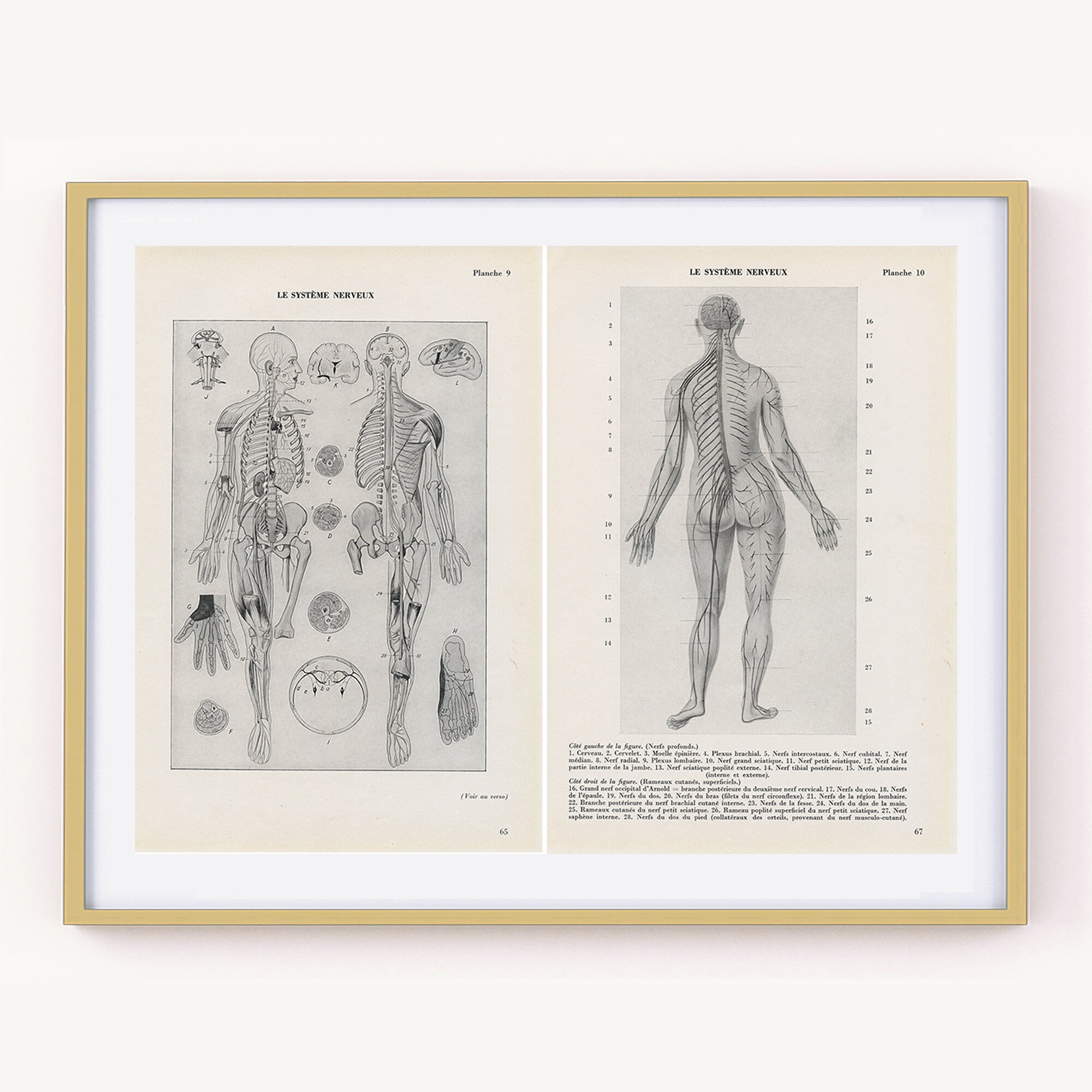 Paires d'illustrations Médicales Du Système Nerveux Vintage de 1962. Décoration Cabinet Cadeau Pour