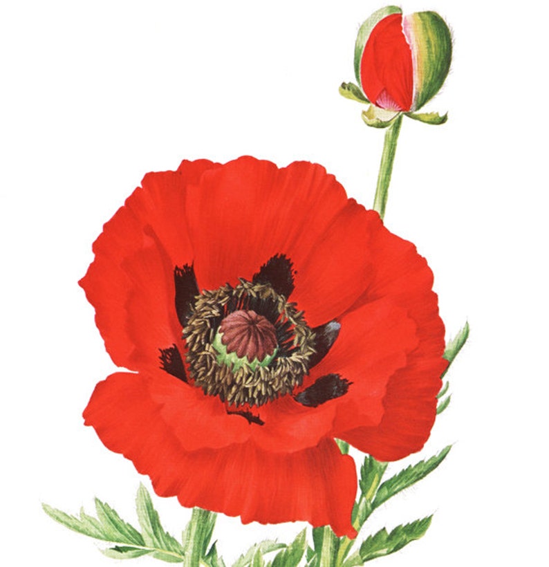 Fine giclee print Reproduction of 1972 French Vintage poppy | Etsy