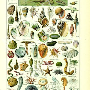 Könnte beinhalten: Eine antike Lehrtafel, die verschiedene Meereslebewesen zeigt, darunter Weichtiere, Würmer, Stachelhäuter, Nesseltiere und Infusorien. Die Tafel zeigt detaillierte Illustrationen jedes Lebewesens mit seinen wissenschaftlichen Namen, die auf Französisch beschriftet sind.