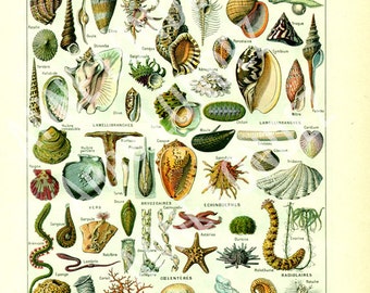 SEa shells print from 1922, Antique seashells home decor,  Seashell art Molluscs mollusks  crustacea coastal wall decor, Beach wall art