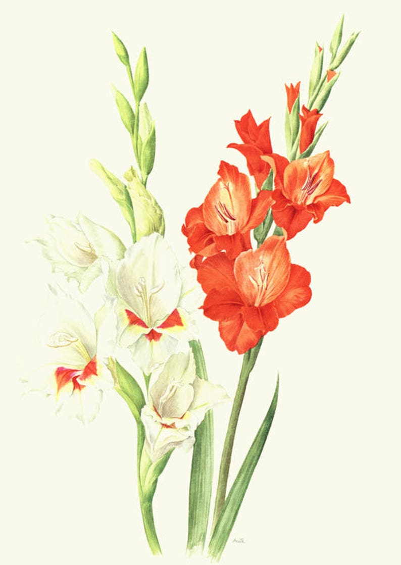 Gladiolus flowers art, 1964 Vintage botanical art, Red gladiolus flower, White gladioli artwork, small watercolor poster, cottage decor image 2