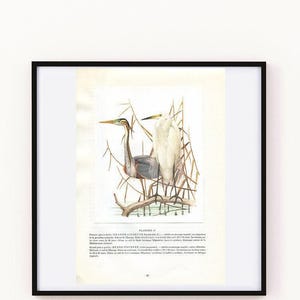 1962 Great egret & purple heron bird art for vintage wading bird decor. White water bird print gifts for bird nerds by Barruel - Cabincore Bild 5