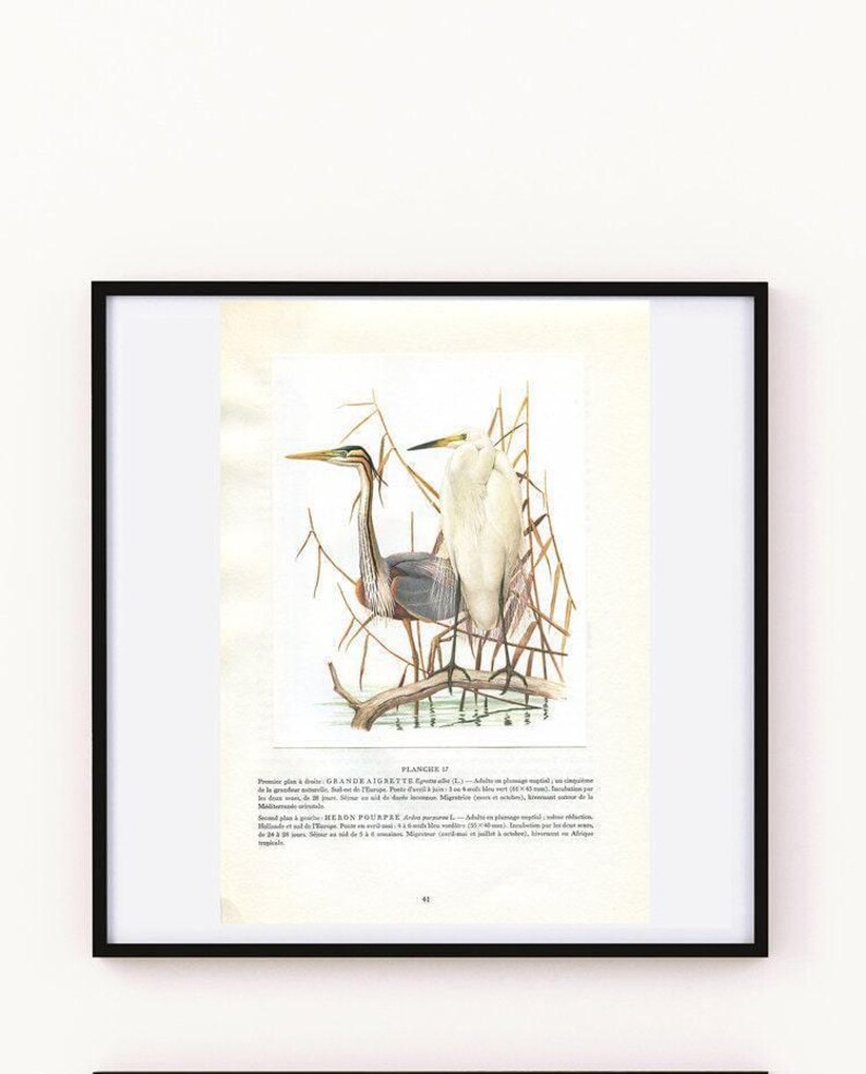1962 Great egret & purple heron bird art for vintage wading bird decor. White water bird print gifts for bird nerds by Barruel - Cabincore Bild 5