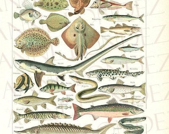 ANTique 1948 Fish print, Vintage Kitchen decor, Beach art Fish  print, Sea life, Fish decor Fishing decor Fisherman gift, Beach house decor