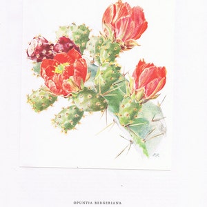 Cactus poster, 1954 Vintage Opuntia Bergeriana, French botanical print Cactus print Plant poster Botanical art Cactus art Plant art Cactuses