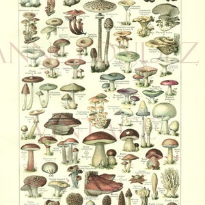 1922 Antique French mushroom print Vintage mushroom poster Vintage botanical illustration Mushroom art Botanical art Vintage kitchen decor