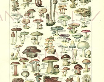 1922 Antique French mushroom print Vintage mushroom poster Vintage botanical illustration Mushroom art Botanical art Vintage kitchen decor