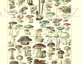 1922 Antique French mushroom print Vintage mushroom poster Vintage botanical illustration Mushroom art Botanical art Vintage kitchen decor