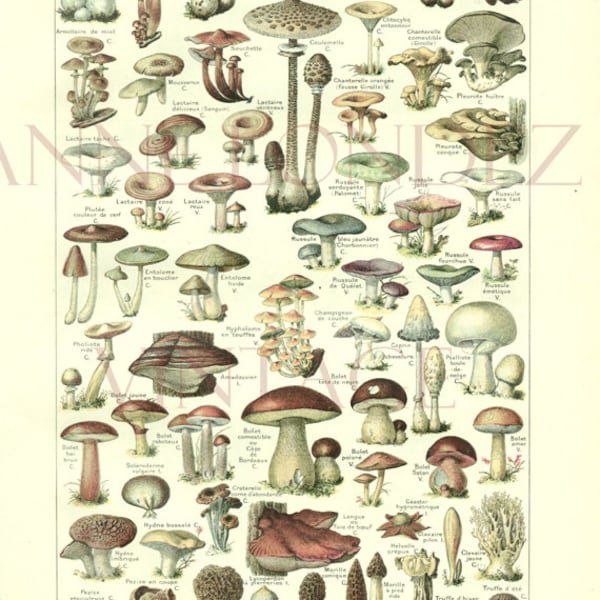 1922 Illustration vintage couleur de champignons page de dictionnaire planche botanique Déco de cuisine