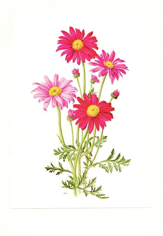 1972 Illustration de Pyrethre Rose Vintage Aquarelle Illustration Botanique Fleur Poster Pyrethre