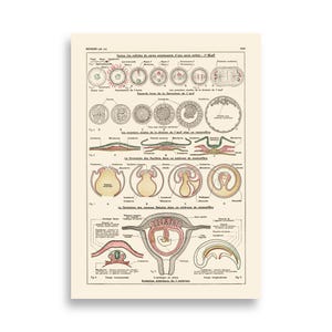 CM Pregnancy human anatomy poster. Vintage medical office decor. Doctor Professor Gift Teacher gifts Biology small poster dorm