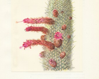 1954 Cactus Cierge Cleistocactus de Straus Illustration vintage.  Fleurs de cactus roses Cadeau cactus Cadeau botaniste Peinture de cactus