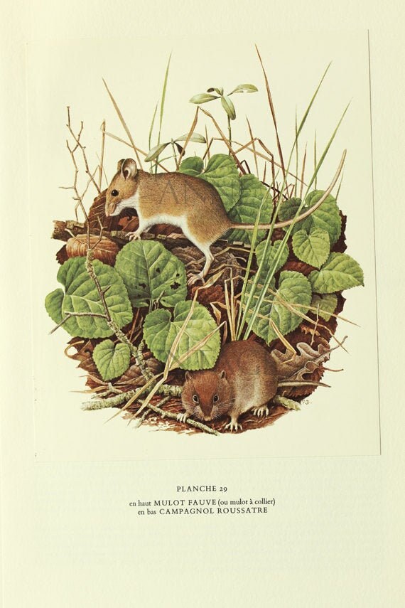 Image de Souris Vintage 1970 Poster Mulot Illustration Campagnol Illustration Paul Barruel Rongeur