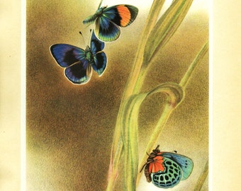 1950 Vintage Butterfly art Vintage butterfly poster Butterfly print Vintage butterfly gift Butterfly decor Butterfly wall art Biology print