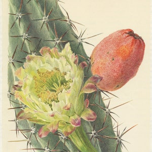 Cereus Jamacaru cactus print 1954. Mandacaru vintage cactus art. Botanical print Cactus wall art. Desert decor Peruvian cactus poster, image 2