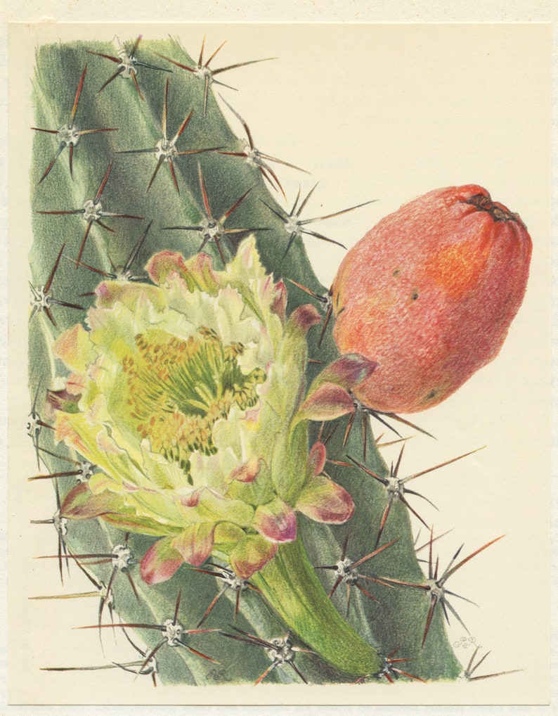 Cereus Jamacaru cactus print 1954. Mandacaru vintage cactus art. Botanical print Cactus wall art. Desert decor Peruvian cactus poster, image 2