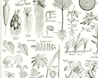 1936 Vintage plant poster, Botanical print, Natural science Classroom wall decor Gift for botany teacher, student, gardener, botanist