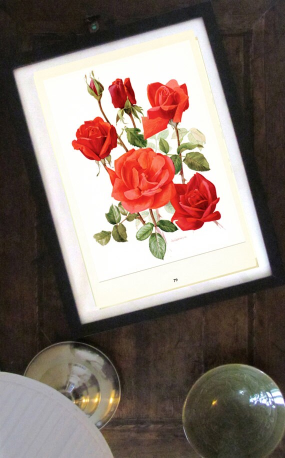 Red Rose flower art, 1962 Vintage Botanical art, Soraya rose
