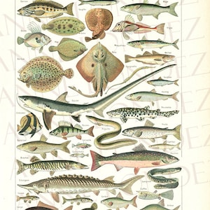 Vintage fish print 1908, Antique fish illustration Vintage fish poster Species of fish sea life Fish decor Fishing decor Vintage fish art