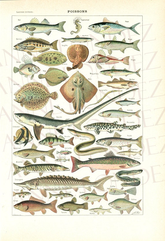 Illustration de Poissons 1948 Vintage Gravure Ancienne Page Dictionnaire Français