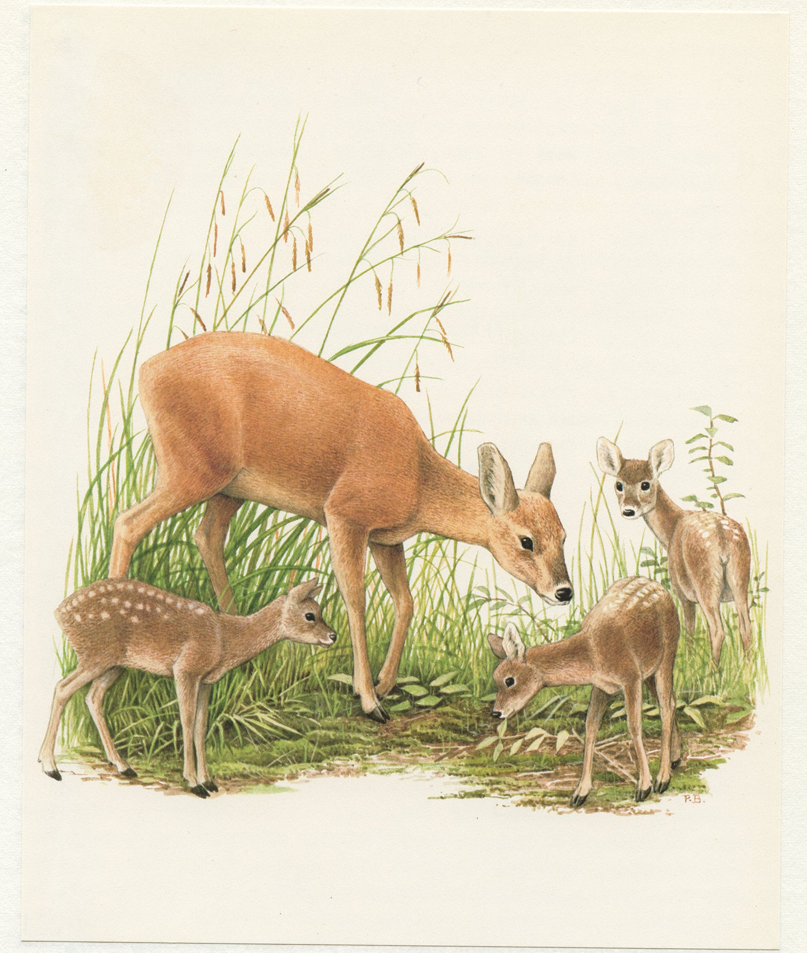 Baby Mom Water Deer Print 1970.vintage Animal Art Doe Poster French ...