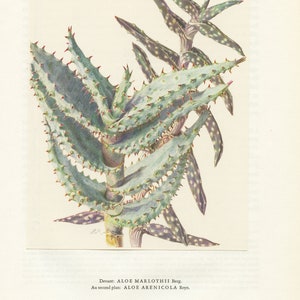 1958 Sand & mountain Aloe print Marlothii Arenicola for Vintage tropical desert botanical floral home decor. Succulent cactus