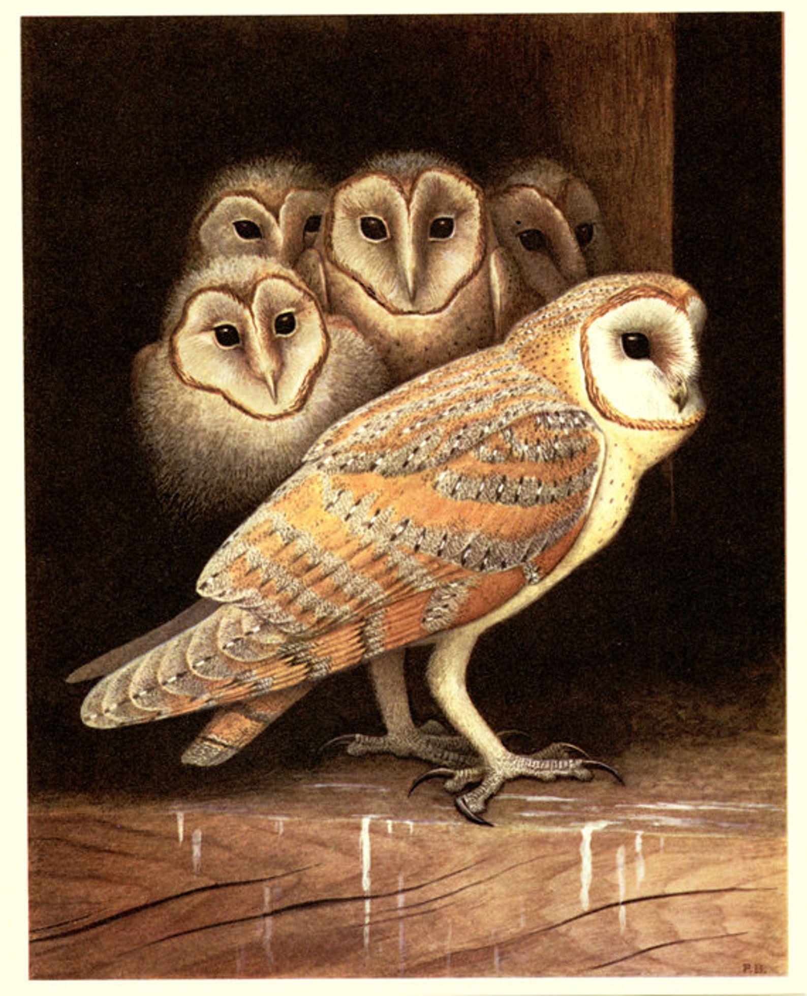 Barn Owl Art 1959 Vintage Barn Owl Decor Owl Wall Art Print - Etsy