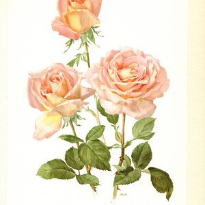 Pink Roses art, 1962 Vintage Botanical art, Vintage floral print, Confidence French country decor Roses decor Botanical poster Roses poster