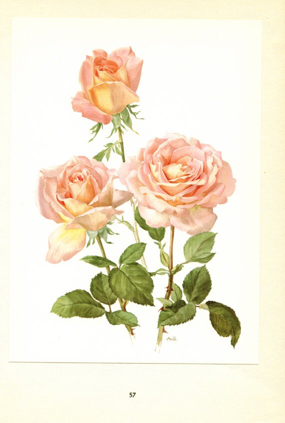 Roses Roses 1962 Vintage Art Botanique Aquarelle Florale Rose Confidence Fleurs Vintage