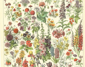 1897 Annual & Perennial flowers vintage botanical print. French country decor. Antique Botanical art. Gardener gift. Floral Phsyical art