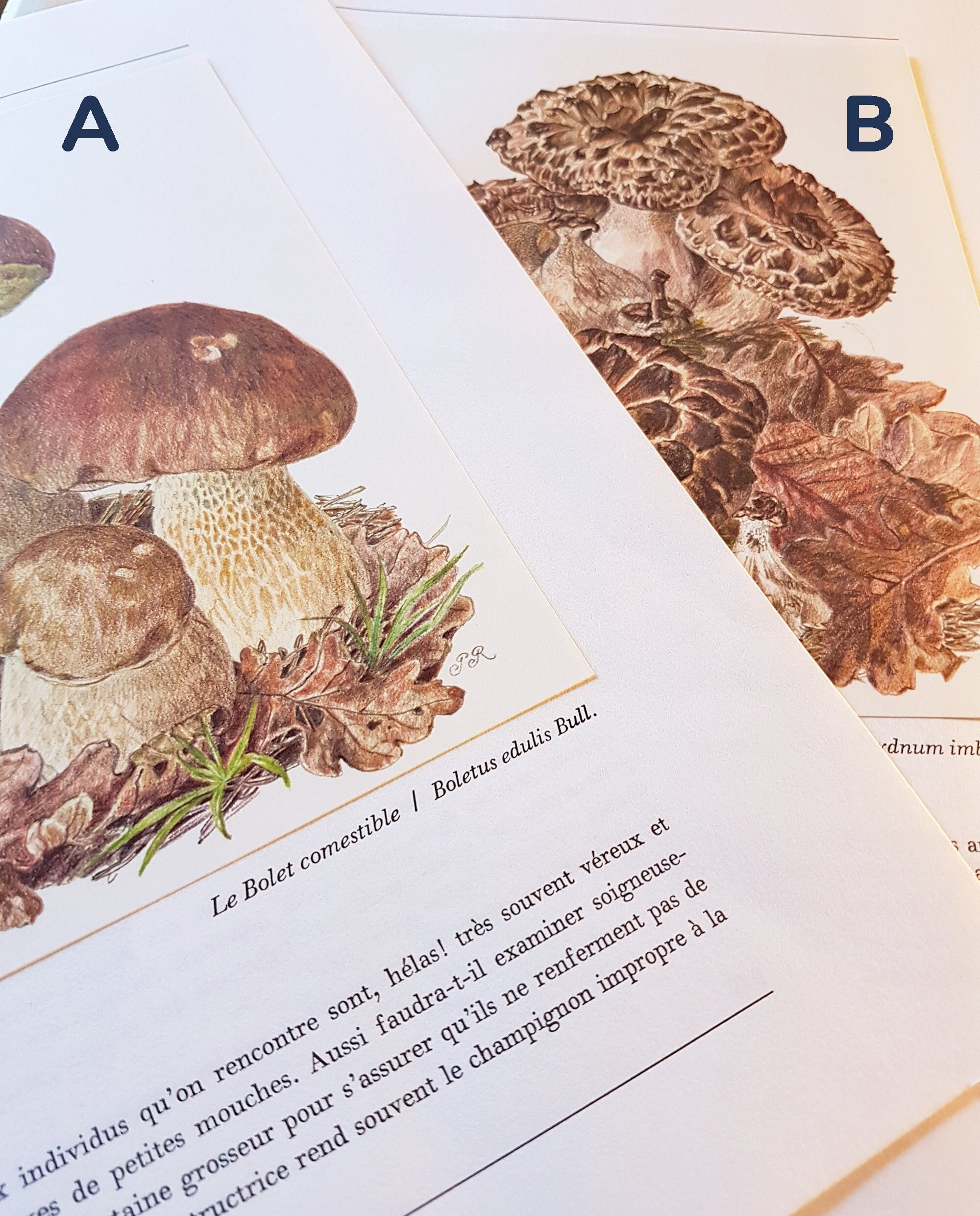 2 Illustrations de Champignons 1959 Bolet Comestible & Hydne Sarcodon. Petite Affiche Cadeau Pour My