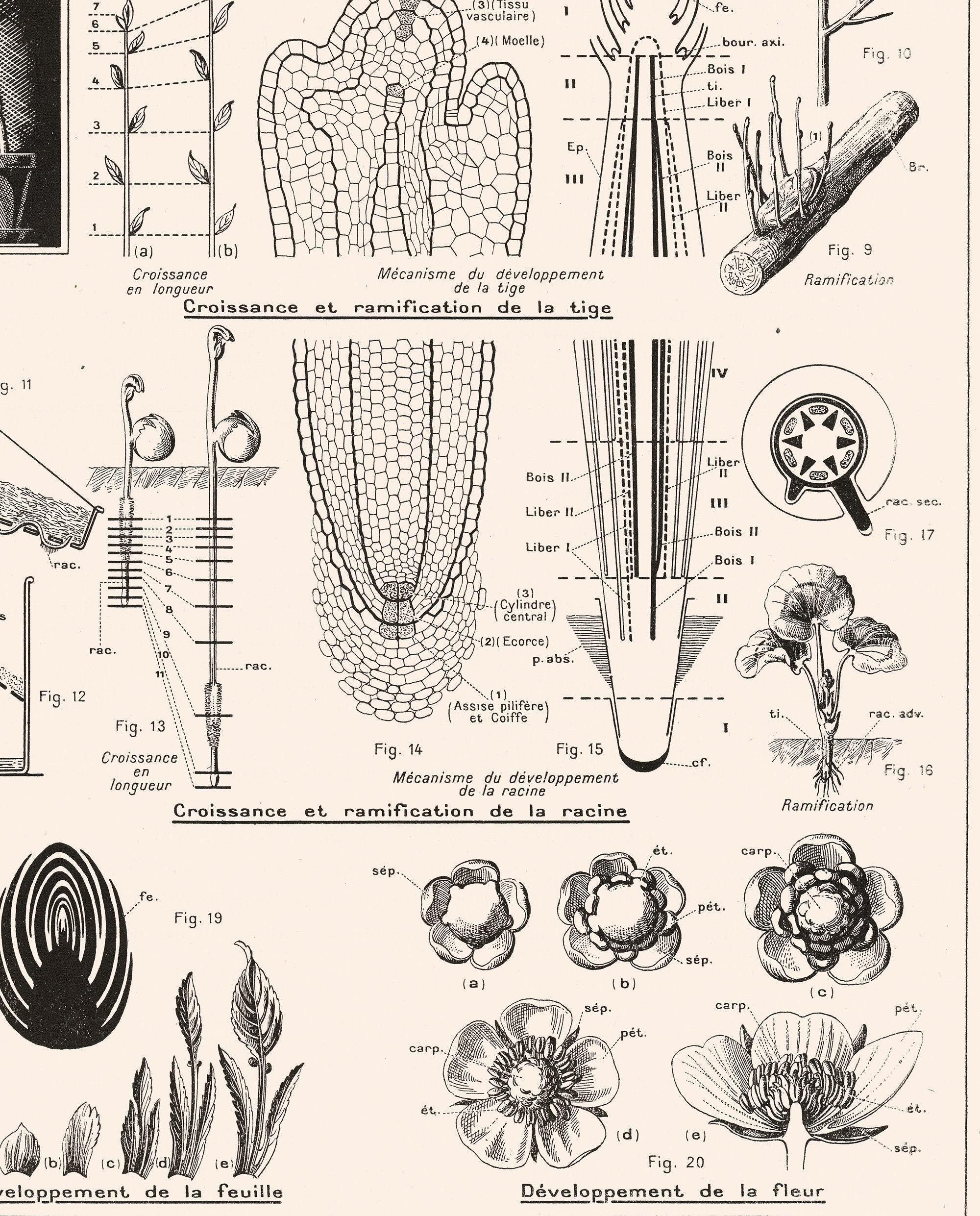 Large Floral Plant Growth Botanics Poster Giclee Print. Antique Retro ...