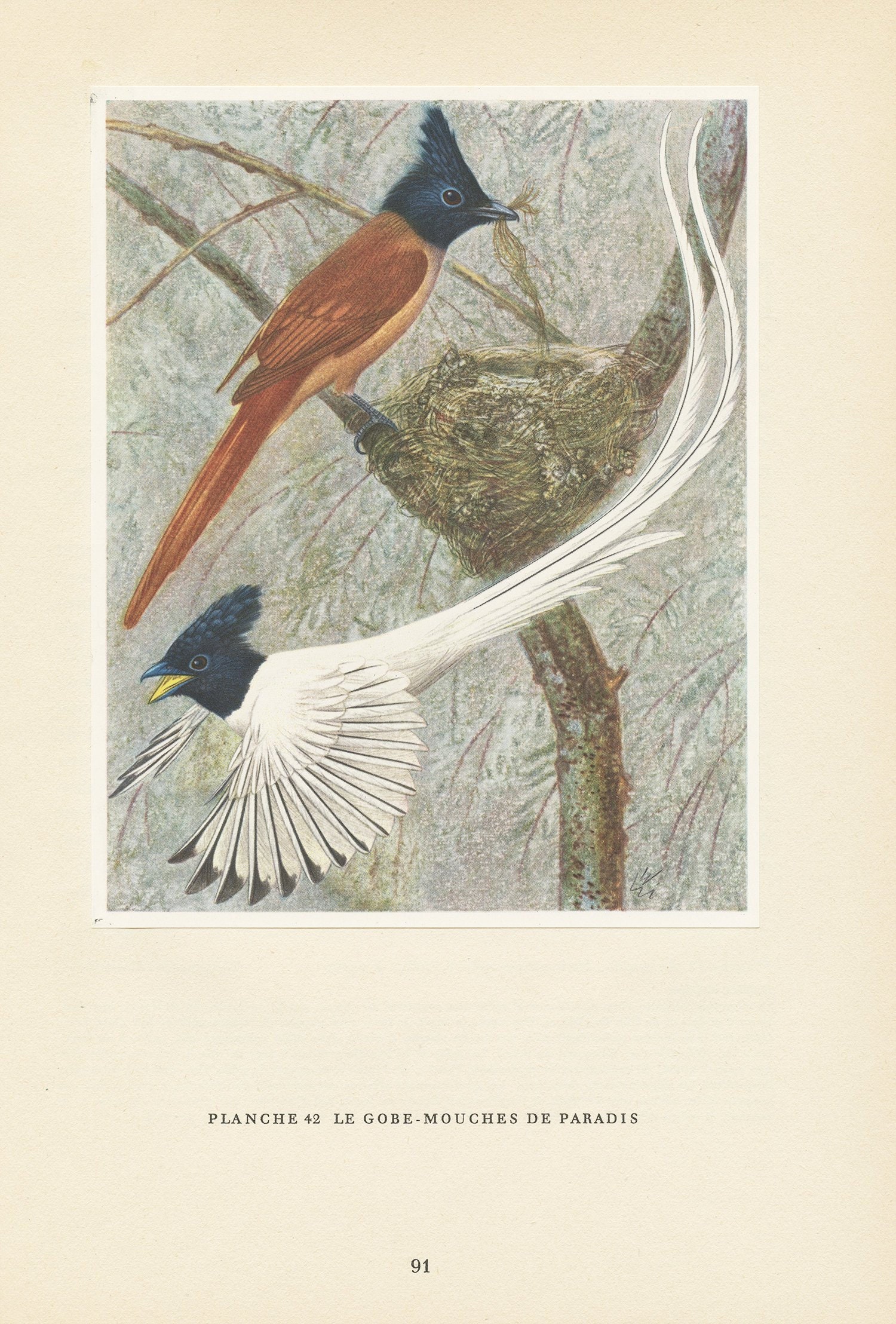 Illustration de Gobe Mouche Paradis Vintage 1961. Petite Affiche d'oiseaux Paradis. Décoration Oisea