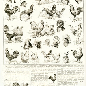 Chicken art - 1936 Vintage chicken decor - Gift for chicken lover - French country decor - Chicken print