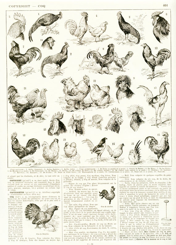 1936 Poster de Coqs Vintage Illustration Gravure Poules Cadeau Pour Fermier Eleveur Poules