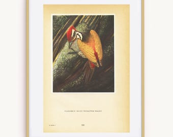 1961 Common Goldenback flameback bird print for Vintage ornithology home decor. Cottagecore gift for bird nerd. Cabincore Woodpecker