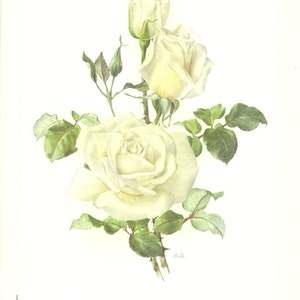 Vintage Virgo white rose botanical art from 1962. White Rose print. Small White Roses poster. Tea Rosebush illustration. Gardener gift