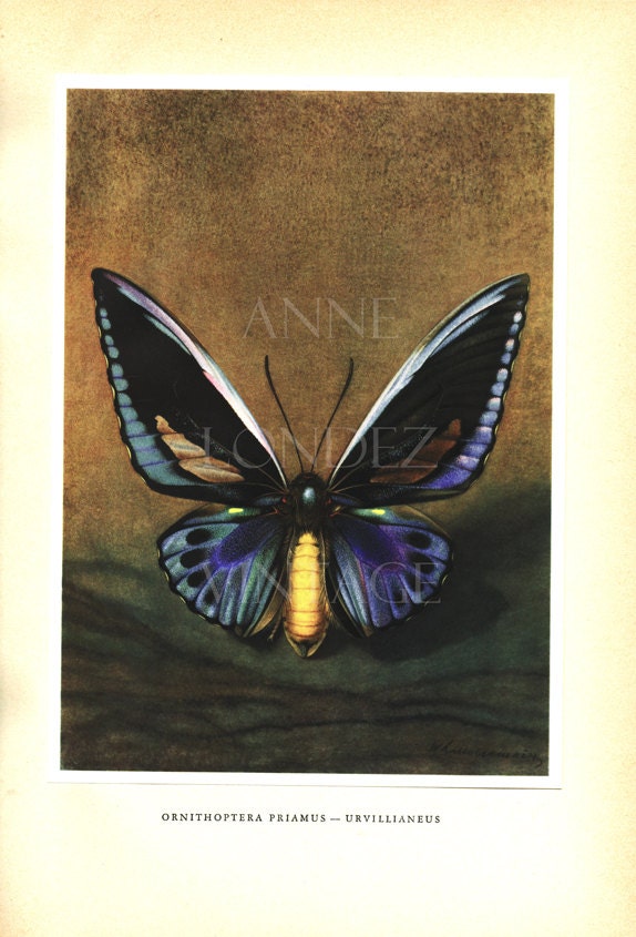 1950 Illustration de Papillon Vintage Affiche Tropical Ornithoptera Priamus Poster Deco Papillons