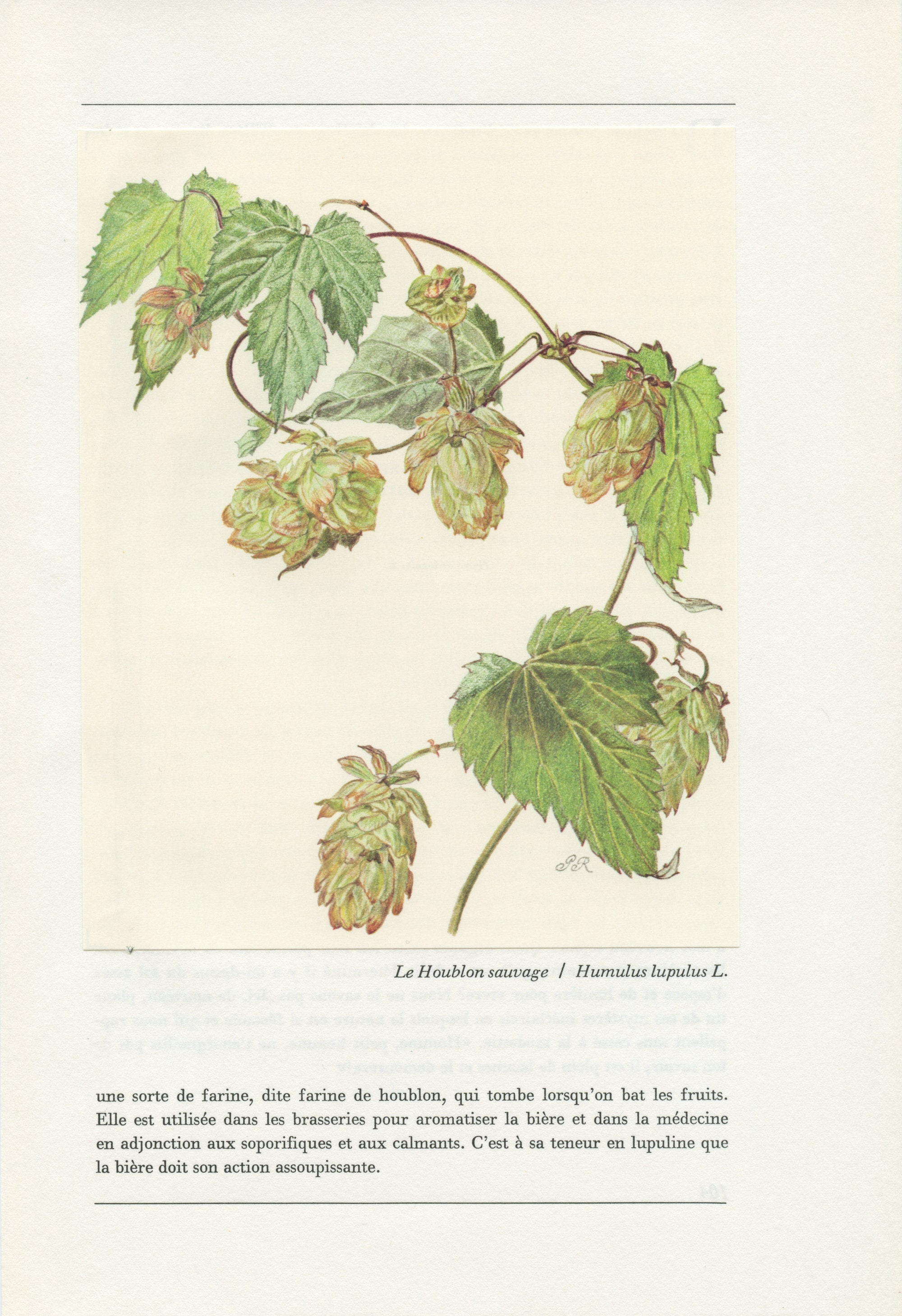 Illustration de Houblon 1959 Humulus Lupulus. Petite Affiche d'arbre. Cadeau Pour Brasseur. Décorati