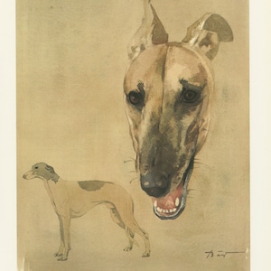 Greyhound dog print from 1975. VIntage Small Greyhound art. Dog art, dog gift. Greyhound decor, gift for dog owner present Grayhound gifts