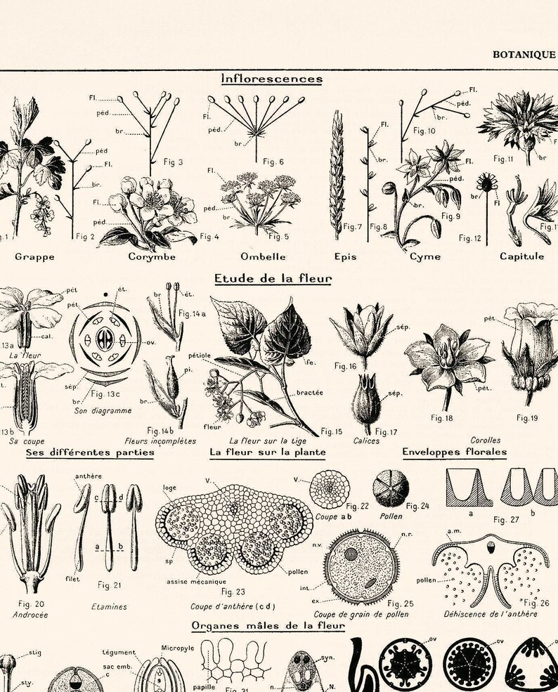 Large Plant Botanics Poster Giclee Print Reprint 1938 Antique Natural ...