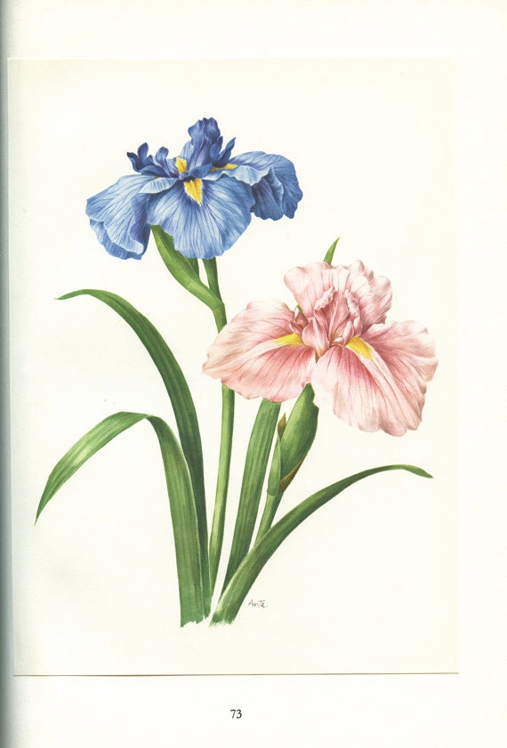 Iris de Kaempfer - 1964 Illustration Ancienne Peinture d'iris Bleu Iris Rose Gravure Fleur Vintage A