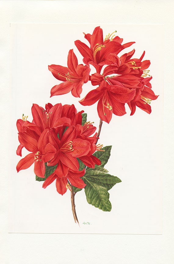Rhododendron Red Vintage 1972 Illustration de Rhododendron Image Fleurs Rouges Illustration Botaniqu