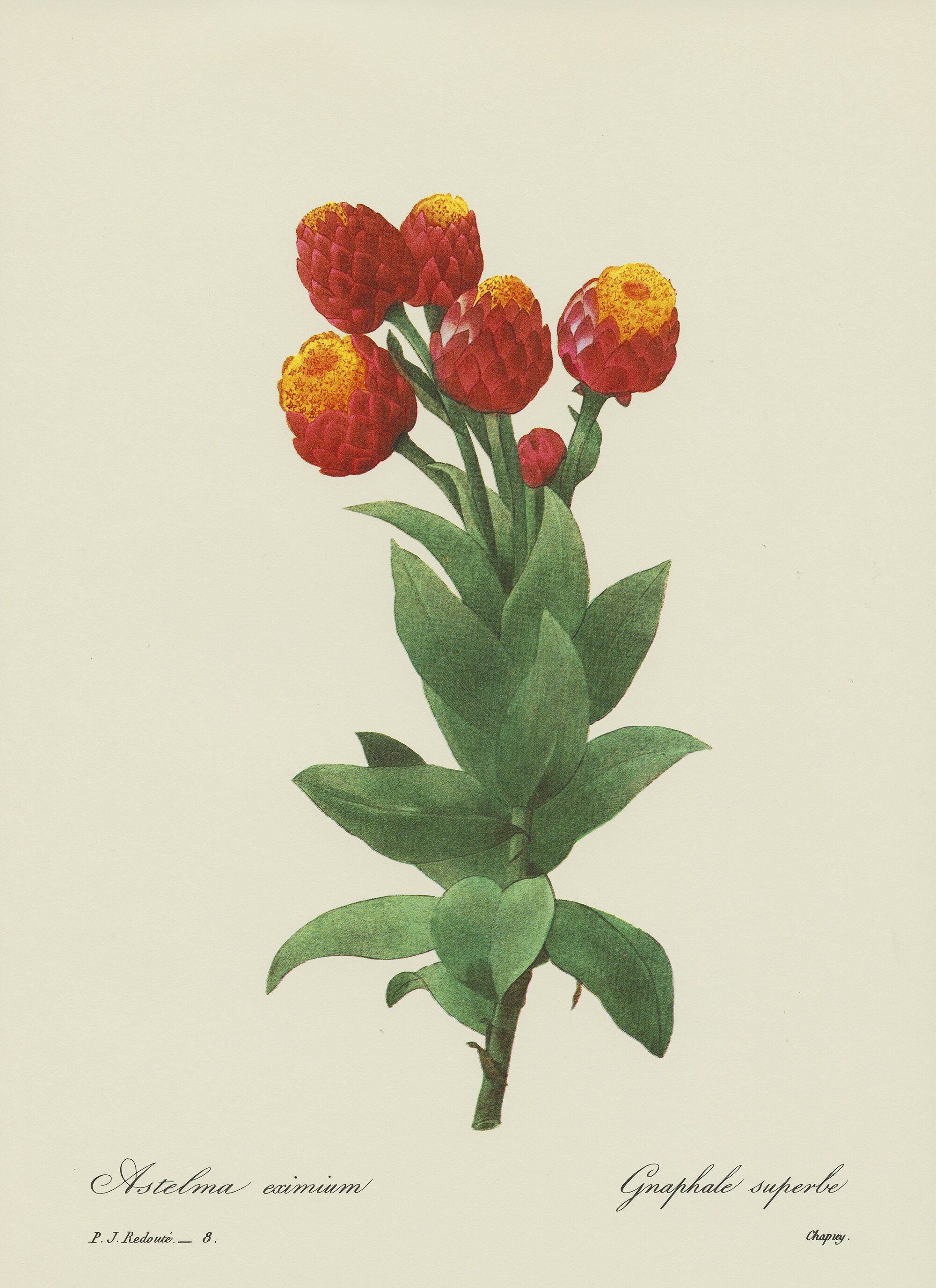 Illustration Botanique de Gnaphale Rouge et Jaune Par Redouté 1986. Déco Florale Cuisine Vintage Pos